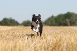 BORDER COLLIE 116